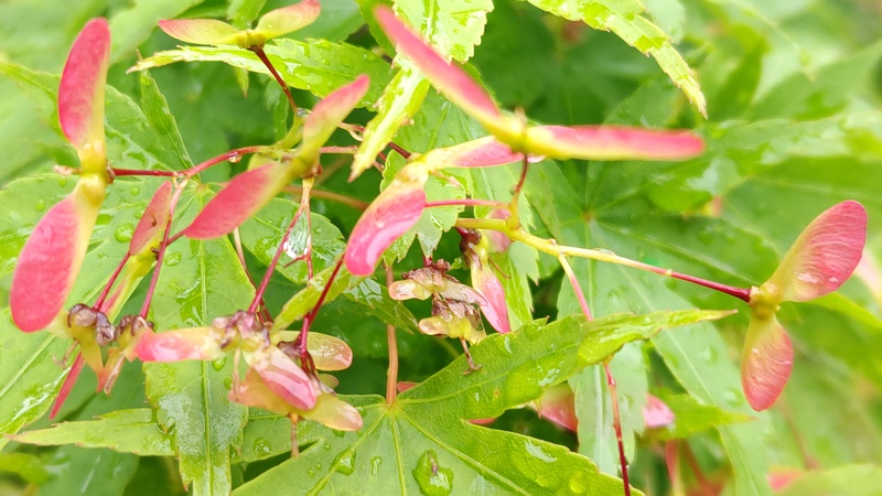 イロハモミジの果実 川崎市幸区さいわいふるさと公園