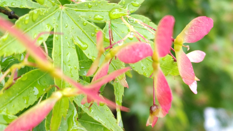 イロハモミジの果実 川崎市幸区さいわいふるさと公園