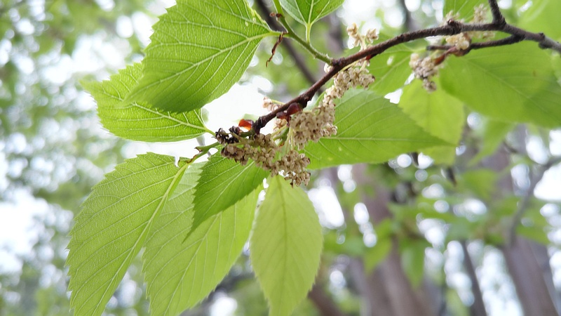 ムクノキの花 川崎市幸区さいわいふるさと公園
