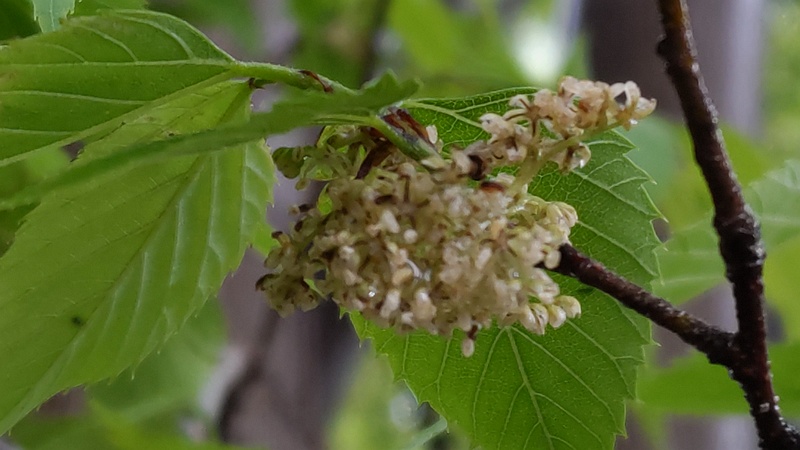 ムクノキの花 川崎市幸区さいわいふるさと公園