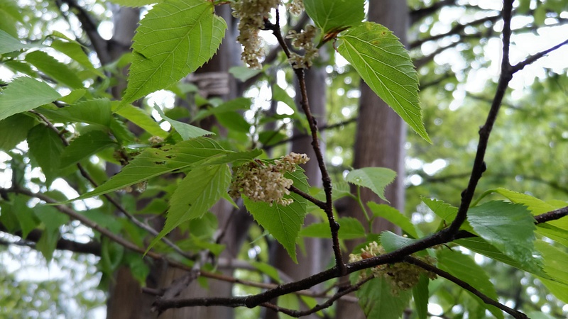 ムクノキの花 川崎市幸区さいわいふるさと公園