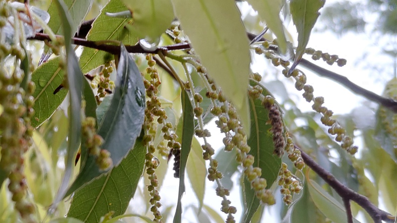 シラカシの蕾 川崎市幸区さいわいふるさと公園