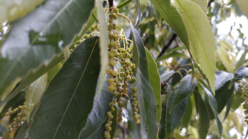シラカシの蕾 川崎市幸区さいわいふるさと公園