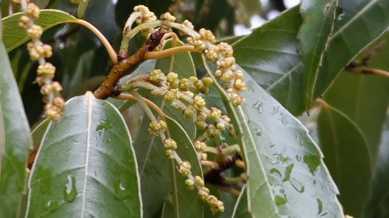 シラカシの蕾 川崎市幸区さいわいふるさと公園