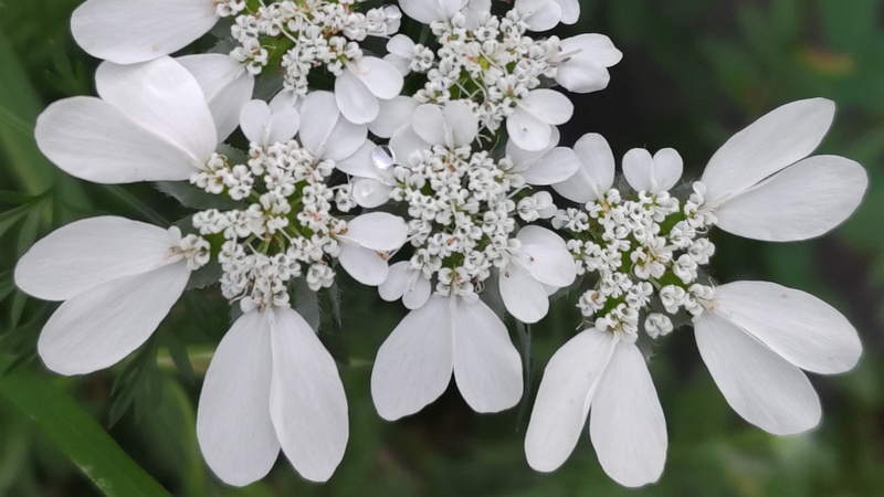 ハナカザリゼリの花 川崎市幸区さいわいふるさと公園