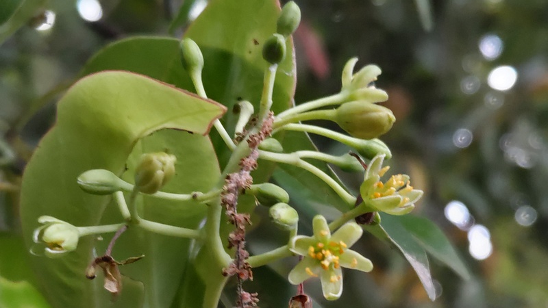タブノキの花 川崎市幸区さいわいふるさと公園