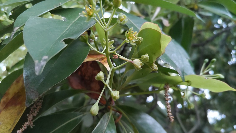 タブノキの花 川崎市幸区さいわいふるさと公園