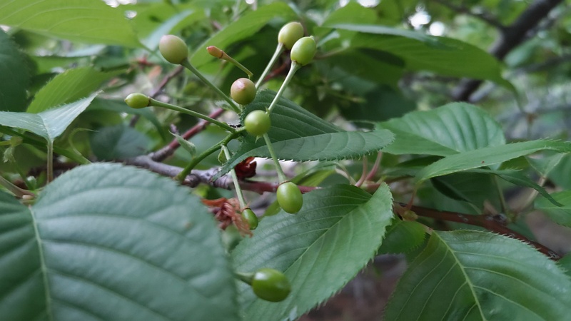 オオシマザクラの若い果実 川崎市幸区さいわいふるさと公園