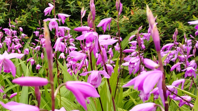 シランの花 川崎市幸区さいわいふるさと公園