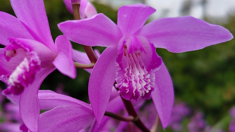 シランの花 川崎市幸区さいわいふるさと公園