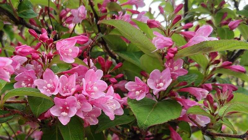 オオベニウツギの花 川崎市幸区さいわいふるさと公園