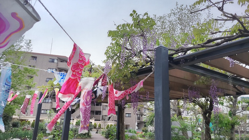 フジの花 川崎市幸区さいわいふるさと公園