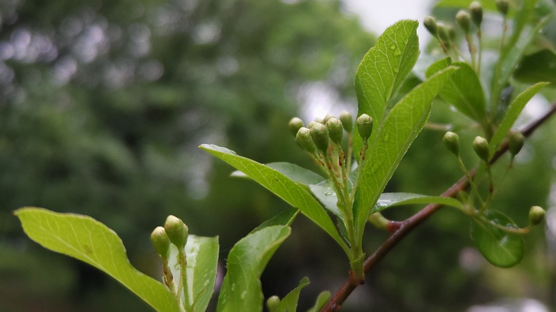 タチバナモドキの蕾 川崎市幸区さいわいふるさと公園