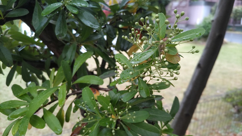 カザンデマリの蕾 川崎市幸区さいわいふるさと公園