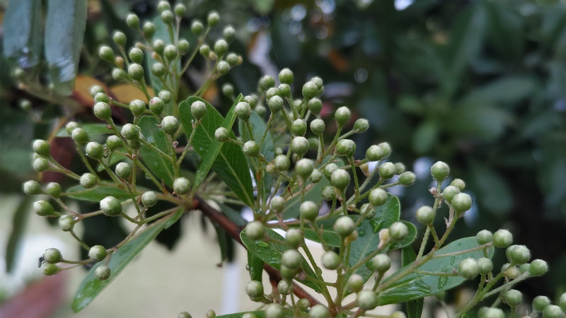 カザンデマリの蕾 川崎市幸区さいわいふるさと公園
