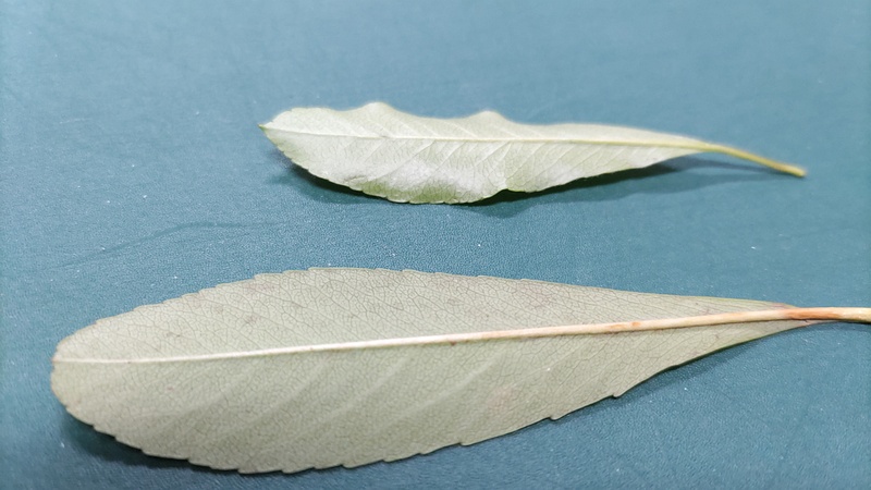 タチバナモドキとカザンデマリの葉 川崎市幸区