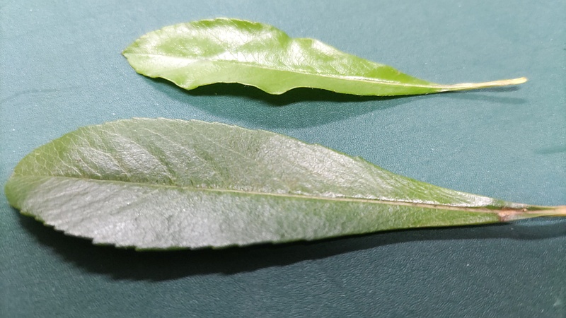 タチバナモドキとカザンデマリの葉 川崎市幸区