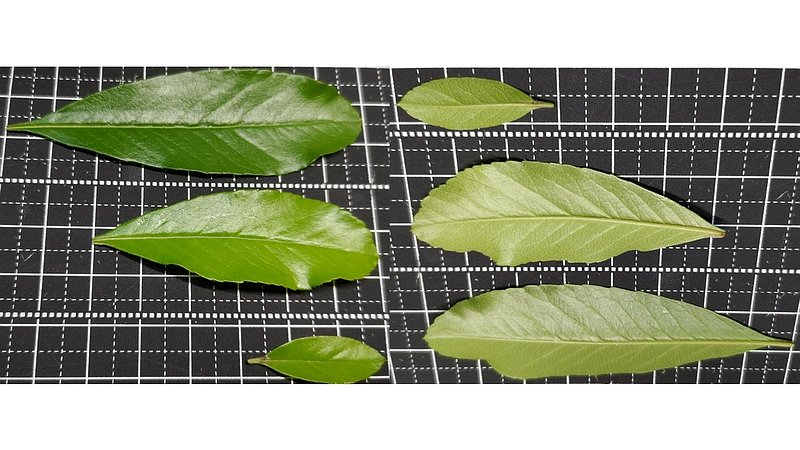 タチバナモドキの葉 横浜市旭区中希望が丘