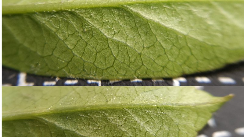 タチバナモドキの葉（小） 横浜市旭区中希望が丘