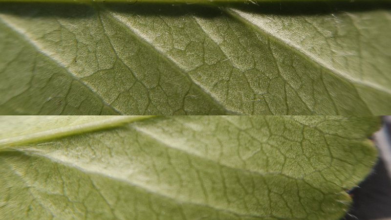 タチバナモドキの葉（中） 横浜市旭区中希望が丘