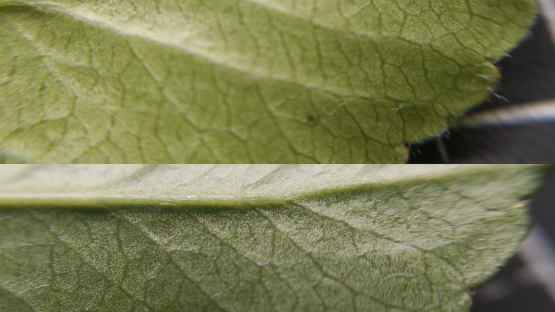 タチバナモドキの葉（大） 横浜市旭区中希望が丘