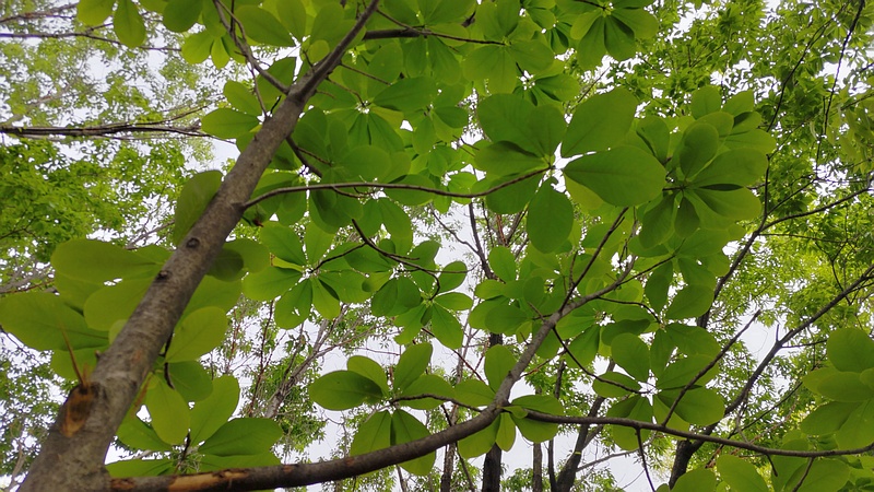 ホオノキ 川崎市幸区さいわいふるさと公園