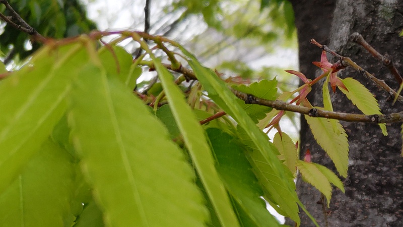 ケヤキの芽鱗 川崎市幸区さいわいふるさと公園