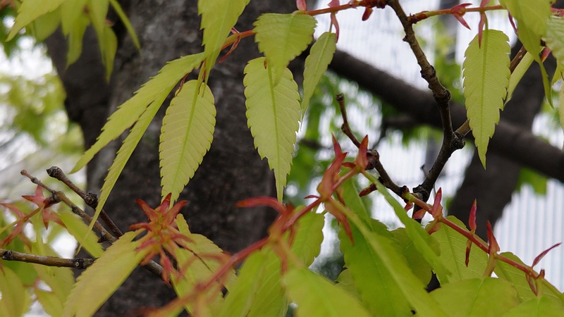 ケヤキの芽鱗 川崎市幸区さいわいふるさと公園