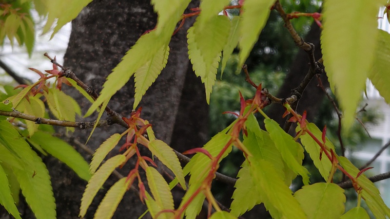 ケヤキの芽鱗 川崎市幸区さいわいふるさと公園