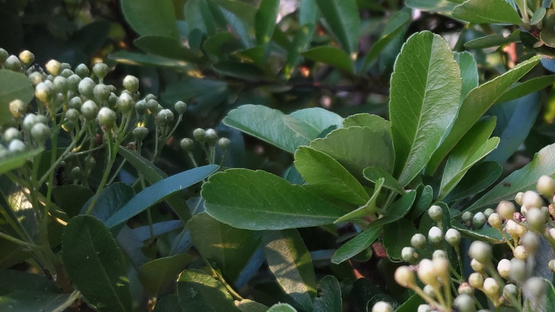 カザンデマリの蕾 川崎市幸区創造のもり