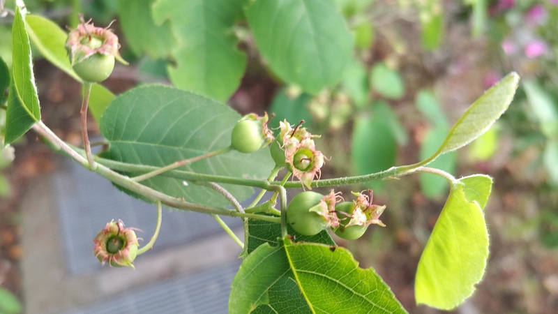 アメリカザイフリボクの若い果実 川崎市幸区創造のもり
