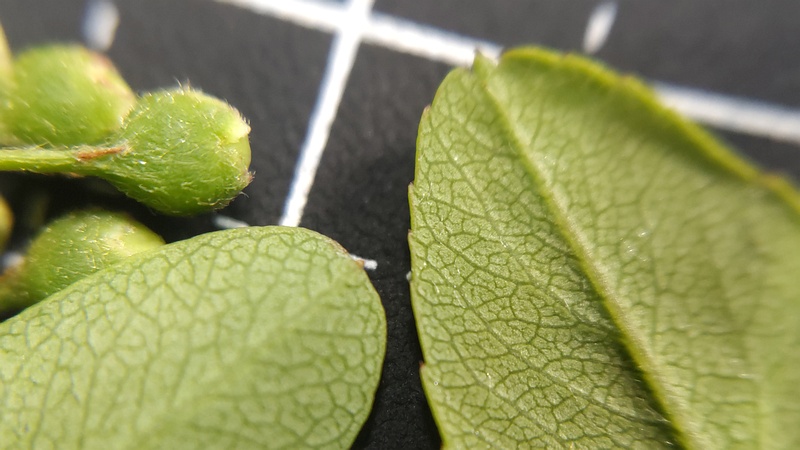 カザンデマリの葉 横浜市旭区中希望が丘