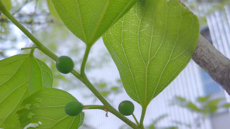 エノキの若い果実 川崎市幸区さいわいふるさと公園