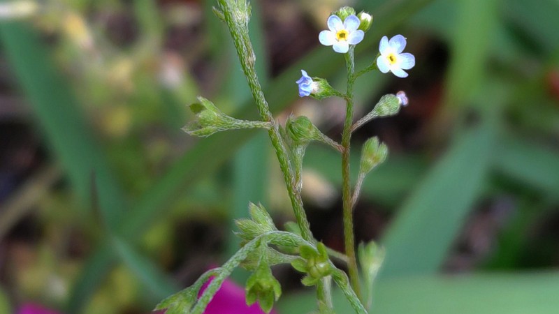 キュウリグサの花 川崎市幸区