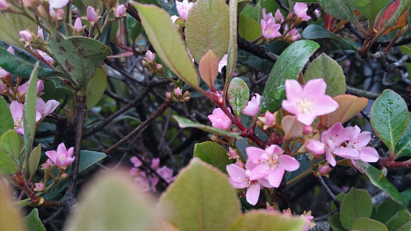 ベニバナシャリンバイの花 横浜市旭区鶴ヶ峰鎧の渡し緑道