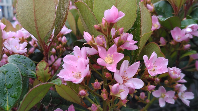 ベニバナシャリンバイの花 横浜市旭区鶴ヶ峰鎧の渡し緑道