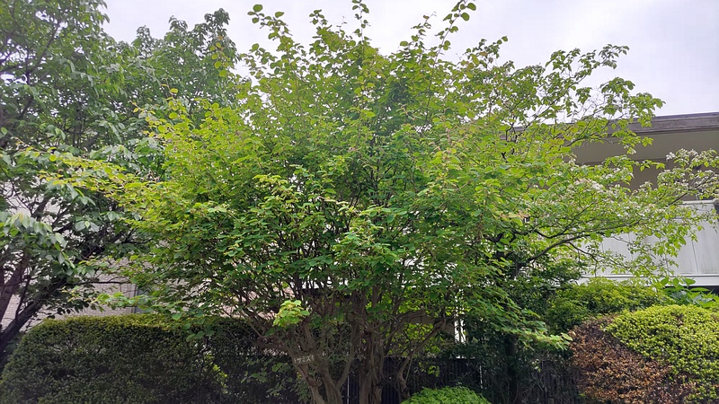 トサミズキ 横浜市旭区鶴ヶ峰鎧の渡し緑道