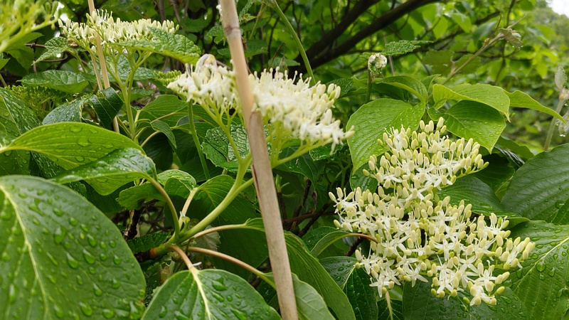 ミズキの花 横浜市旭区今川町