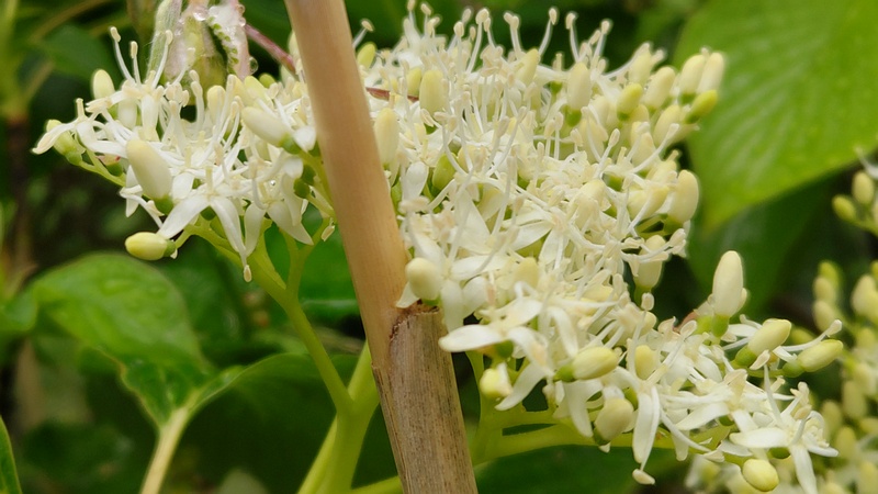 ミズキの花 横浜市旭区今川町