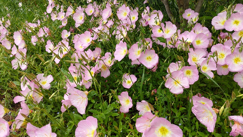 ヒルザキツキミソウの花 横浜市旭区鶴ヶ峰本町