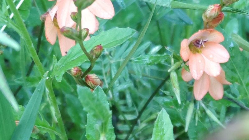 アカバナヒメアヤメの花 横浜市旭区鶴ヶ峰本町