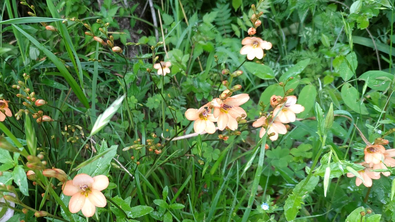 アカバナヒメアヤメの花 横浜市旭区鶴ヶ峰本町