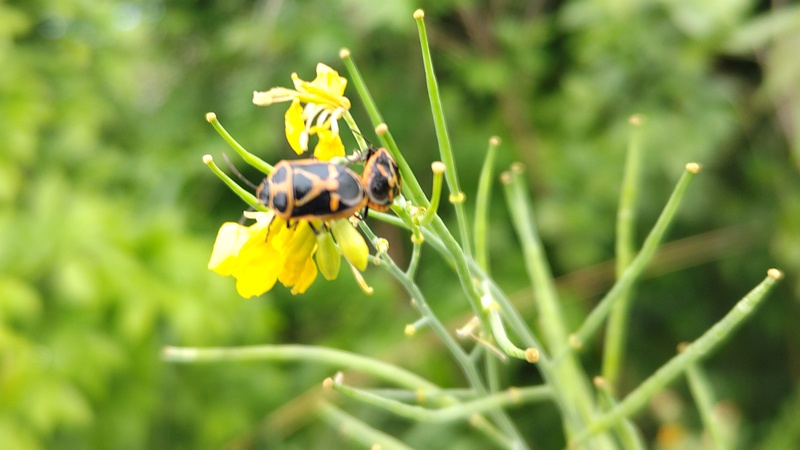 アブラナのナガメ 横浜市旭区鶴ヶ峰本町