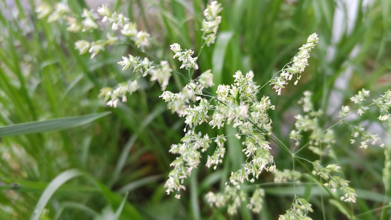 オオスズメノカタビラ 横浜市旭区今宿東町