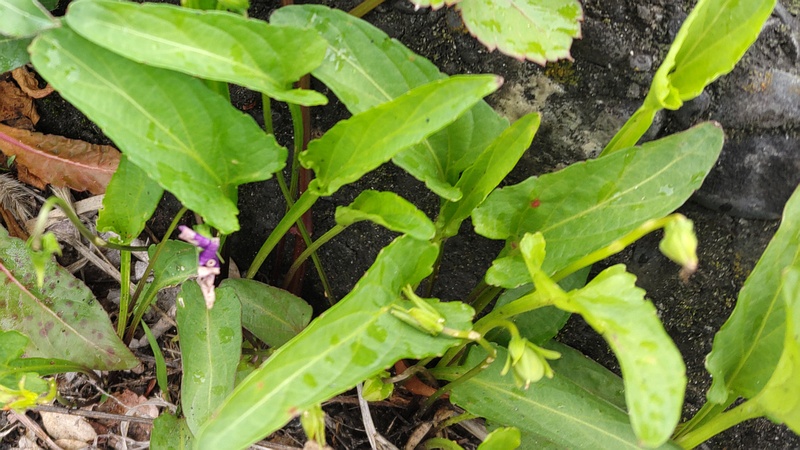 スミレの若い果実 横浜市旭区今宿東町