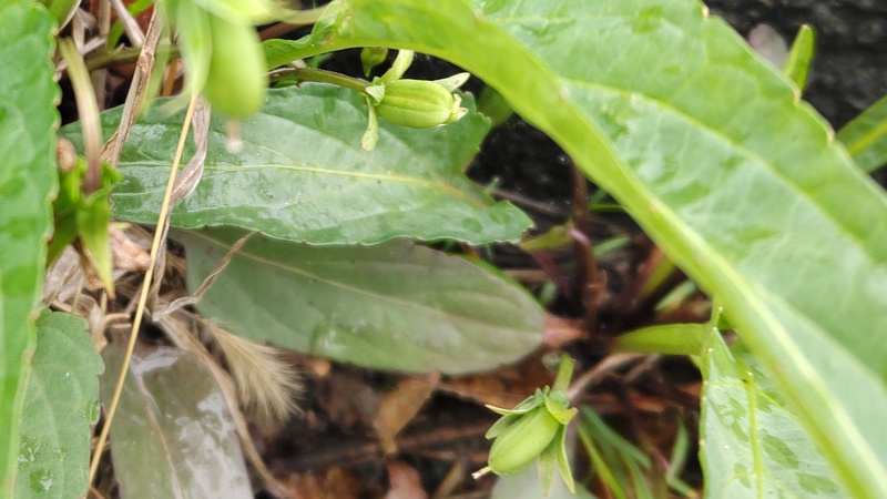 スミレの若い果実 横浜市旭区今宿東町