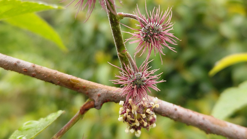 ヒメコウゾの花 横浜市旭区今宿南町