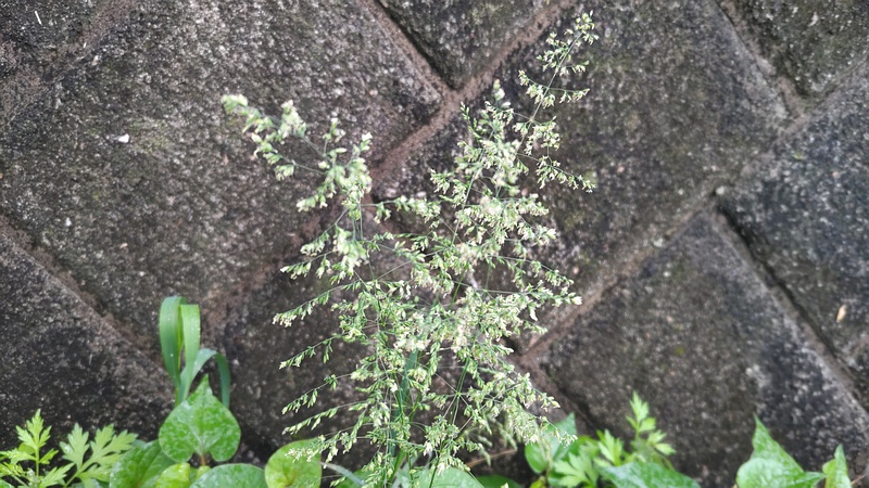 オオスズメノカタビラ 横浜市旭区今宿南町