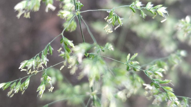 オオスズメノカタビラ 横浜市旭区今宿南町