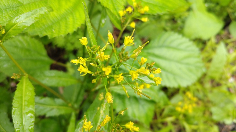 イヌガラシの花 横浜市旭区今宿南町